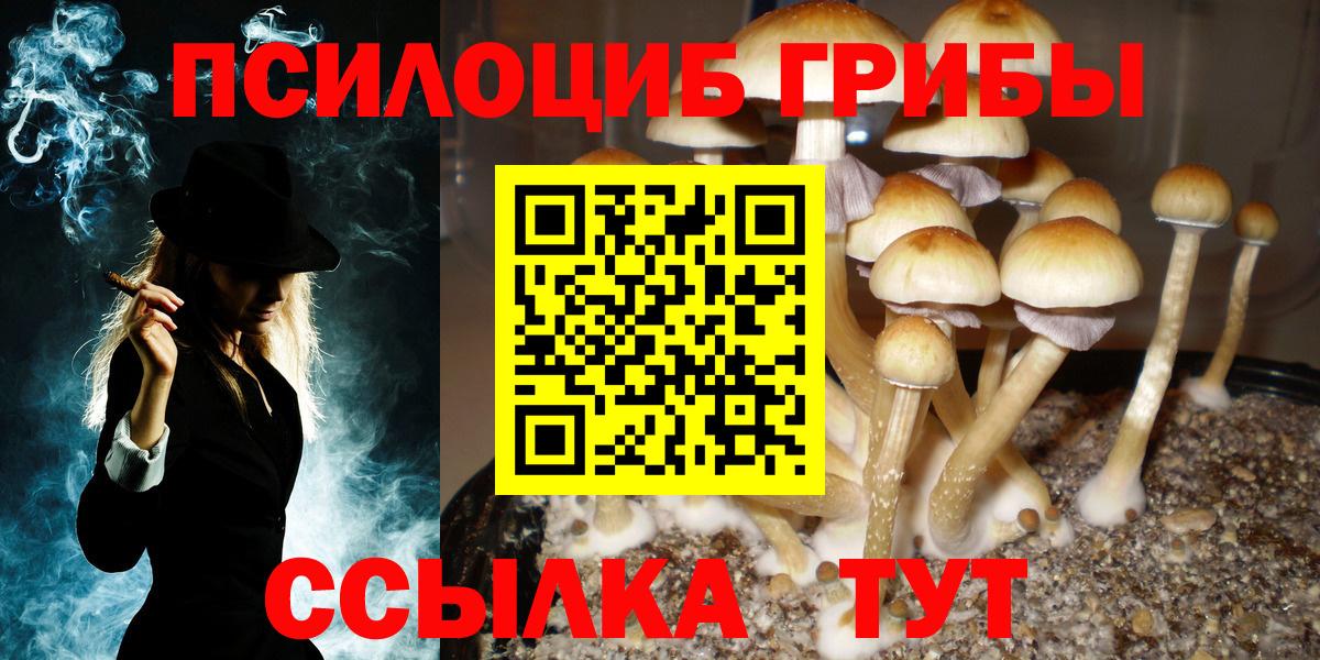 Псилоцибиновые грибы Psilocybe Ангарск